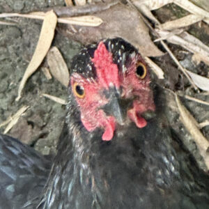 This is for the birds